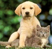 Pyramid Veterinary Surgery - Australian Directory