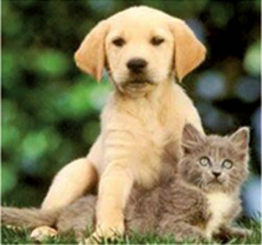 Pyramid Veterinary Surgery - Australian Directory 0