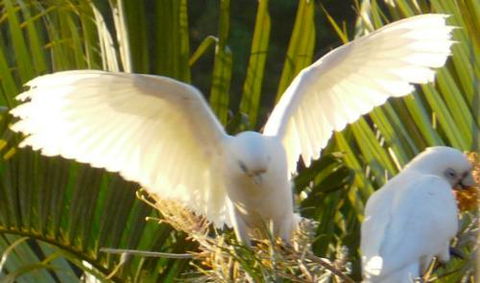 Banora Holistic Healing - Australian Directory 1