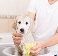All Pet Stop - Australian Directory