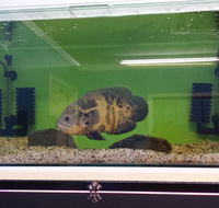 Slither  Swim Aquarium  Reptiles - Australian Directory