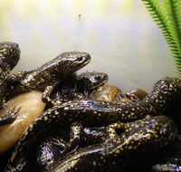 Gates of Eden Nature Centre - Australian Directory