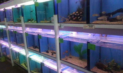 Summerland Aquarium - Australian Directory 1