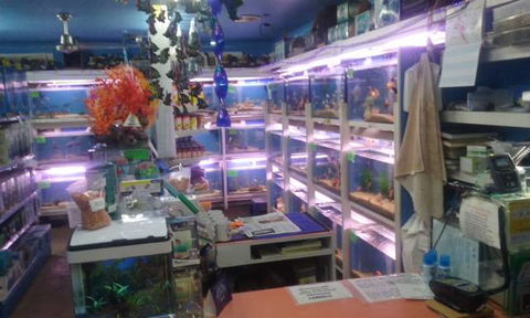 Summerland Aquarium - Australian Directory 3