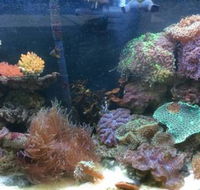 Rocky Pet World - Australian Directory