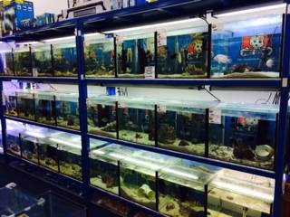 Pet Stop - Australian Directory 3