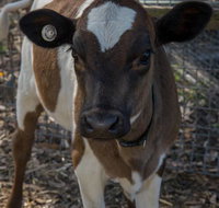 Radleys Farm Pet  Garden Supplies - Australian Directory