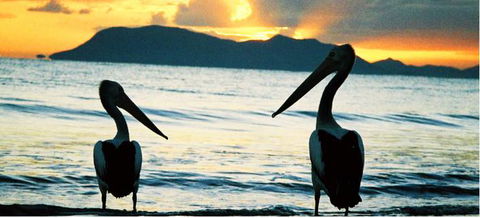 Villa Marine Cairns Beach Self Contained Holiday Apartments - Australian Directory 0