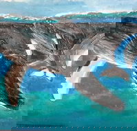 Kaz Art-Whitewash Gallery - Australian Directory