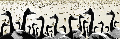 Tin Shed Art Gallery - Australian Directory 0