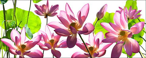 Tin Shed Art Gallery - Australian Directory 3