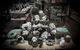 Wax Jambu Emporium - thumb 2
