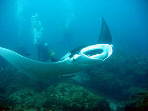 Kirra Dive “On The Tweed” - Australian Directory 3