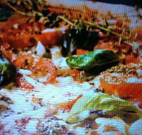 Alfio's Pizzeria - Australian Directory