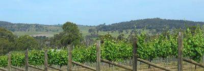Toy's Garden Restaurant - Australian Directory 6
