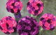 Green Goddess Florist - thumb 2