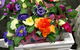 Kingscliff Village Florist - thumb 12
