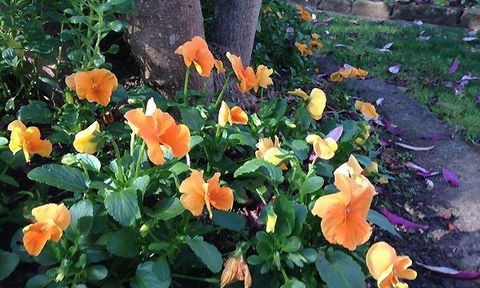 The Cornerstone Ale House - Australian Directory 3