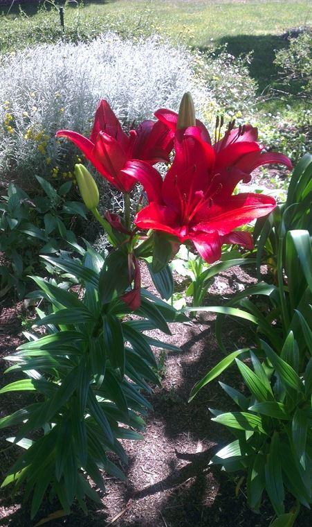 Bluebush Cafe - Australian Directory 10