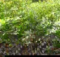 Boundary Nurseries - Australian Directory