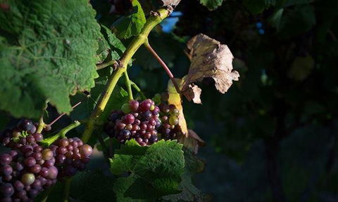 Currency Creek Winery Restaurant - Australian Directory 10