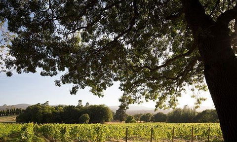 Currency Creek Winery Restaurant - Australian Directory 11
