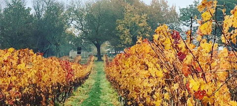 Currency Creek Winery Restaurant - Australian Directory 2