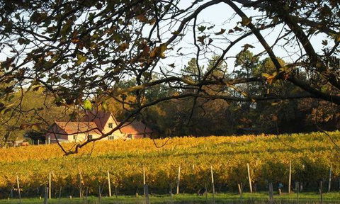 Currency Creek Winery Restaurant - Australian Directory 5