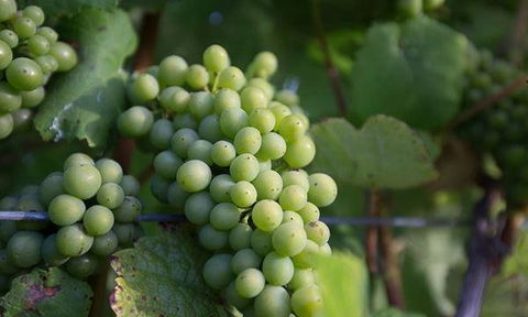 Currency Creek Winery Restaurant - Australian Directory 6
