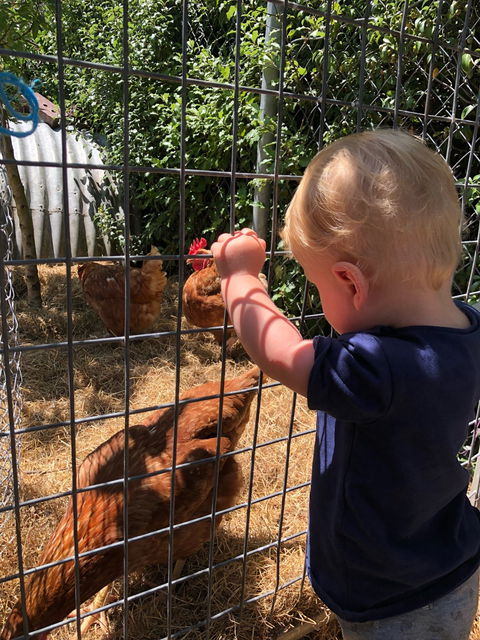 Cygnet Conservatory - Australian Directory 1