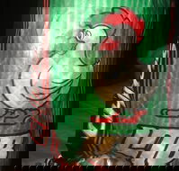 Legs 'N' Breasts - Australian Directory