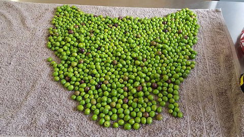 Wattle Hill Olives - Australian Directory 0