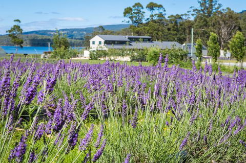 Port Arthur Lavender - Australian Directory 0