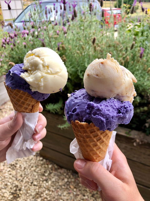 Port Arthur Lavender - Australian Directory 1