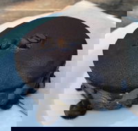 Stomp Coffee - Australian Directory