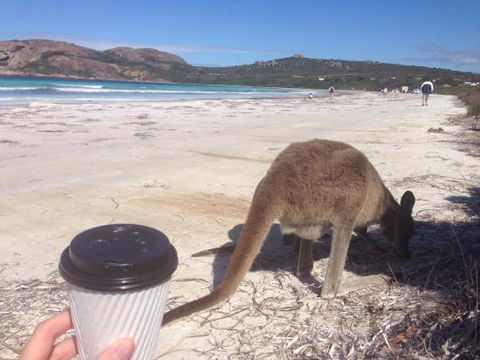 Lucky Bean - Australian Directory 0