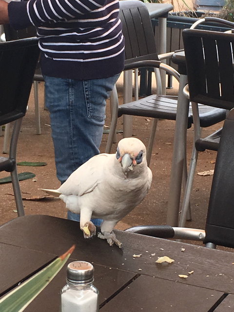 Ningaloo Bakehouse & Cafe - Australian Directory 2