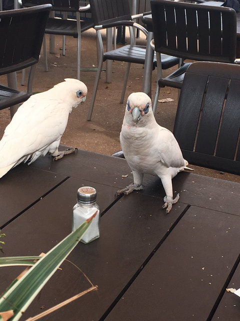 Ningaloo Bakehouse & Cafe - Australian Directory 7