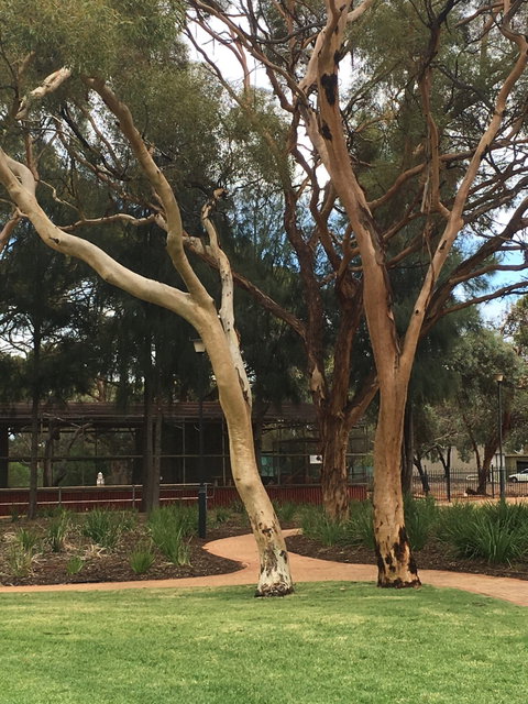 Plum Cafe At The Park - Australian Directory 2