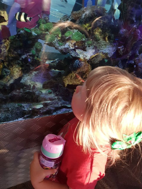 Cicerello's - Australian Directory 2