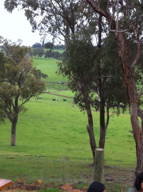 Ferguson Falls Wines Cafe - Australian Directory 7