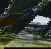 Footprints - Australian Directory