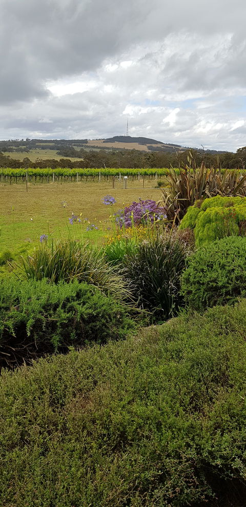 Windrush Wines And Cafe - Australian Directory 4