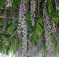 The Topiary Pantry - Australian Directory