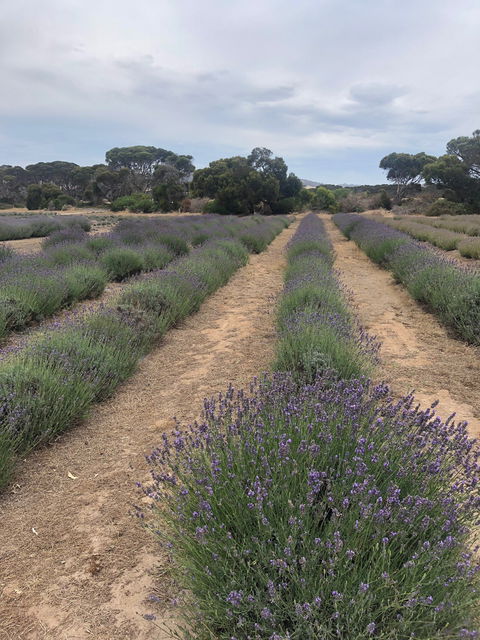 Emu Bay Lavender - Australian Directory 4