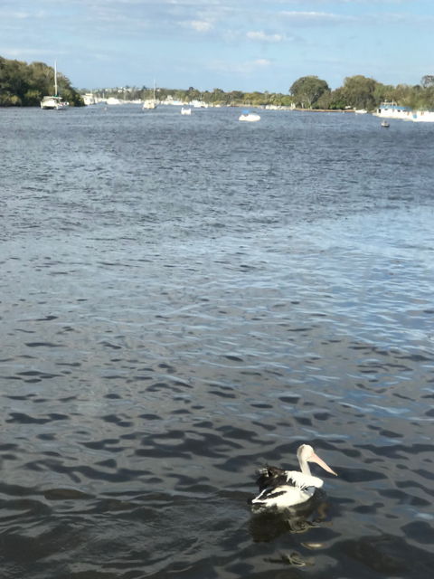 River Deck Restaurant - Australian Directory 3