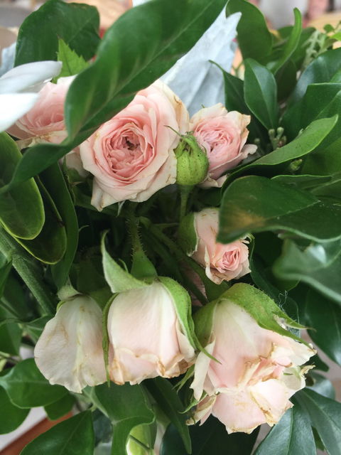 Aimee Provence - Australian Directory 1
