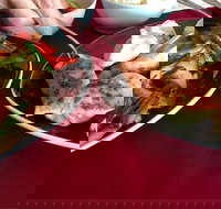 GalanGal - Australian Directory