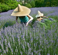 Lavandula Swiss Italian Farm - Australian Directory