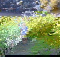 Tallagandra Hill Winery - Australian Directory